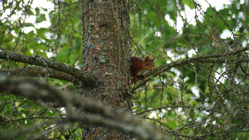 DSC00942.jpg