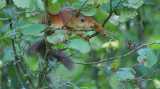 DSC00983.jpg