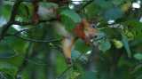 DSC00993.jpg