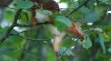 DSC00994.jpg