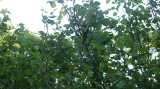 DSC01013.jpg